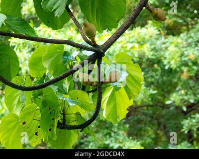 Baum mit Früchten bekannt als Sapote in Medellin, Kolumbien Stockfoto