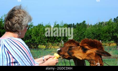 Weibliche Besucherin füttert die Alpakas auf einer Obst- und Streichelfarm in Michigan. Sie hat ein gestreiftes Hemd und zwei Alpakas stehen am Zaun. Stockfoto