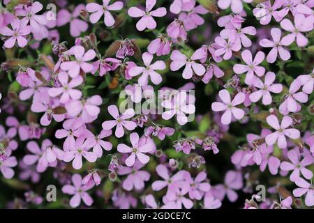 Purpurrote Felskresse, Aubrieta-Artenvielfalt Doctor Maules, blüht in Nahaufnahme mit einem Hintergrund von verschwommenen Blüten und Blättern. Stockfoto