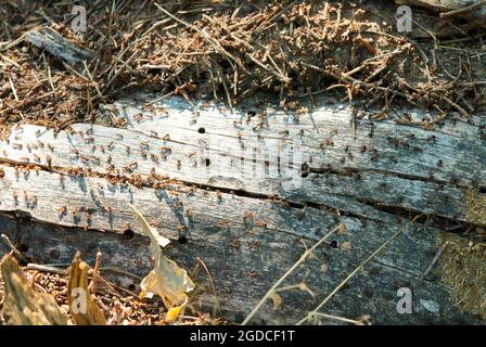 Großer Ameisenhaufen im Wald mit Ameisenkolonie im Sommerwald Stockfoto