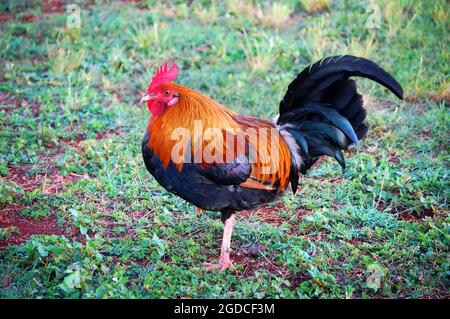 Ein berühmter wilder Hahn aus Kauai steht auf einem Bein und posiert für Touristen. Er ist brillant in schwarzen und rostfarbenen Federn gefärbt. Stockfoto