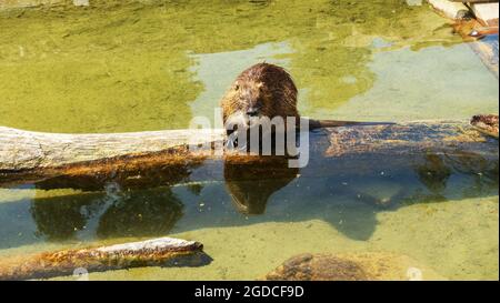 Eine Nutria auf einem Baumstamm im Wasser Stockfoto