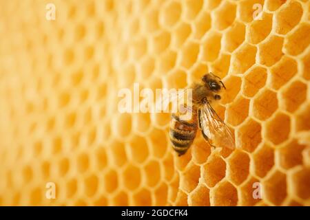 Makrofoto einer Biene auf einer Wabe. Nationaler Honigbienentag. Monat September Honig Stockfoto