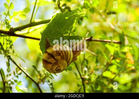 Eine große Traubenschnecke sitzt auf einem grünen Weinblatt. Makro, Nahaufnahme. Die Kopfenschnecke (Arianta arbustorum) ist eine mittelgroße Art von Landschnecke. Copse snai Stockfoto