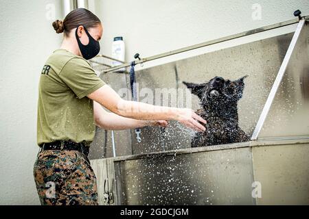 U.S. Marine Corps Sgt. Suzette Scott, eine Cheftrainerin des Marine Corps Base Camp Butler Provost Marshall’s Office, Abteilung Military Working Dog (MWD), Grooms MWD Shiva, On Camp Hansen, Okinawa, Japan, Februar 3, 2020. MWDs werden anhand von Situationen aus der Praxis unterrichtet, darunter: Flächen- und Gebäudesuche, Hindernisparcours, kontrollierte Aggression und Geruchserkennung für Sprengstoffe und Betäubungsmittel. Scott stammt aus Apopka, Florida. (USA Marine Corps Foto von CPL. Karis Mattingly) Stockfoto