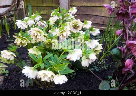 Nahaufnahme der Hellebore Cinderella, die vom späten Winter bis zum mittleren Frühjahr blüht, eine Staude, die für die Randpflanzen oder Waldpflanzen frosthart ist Stockfoto