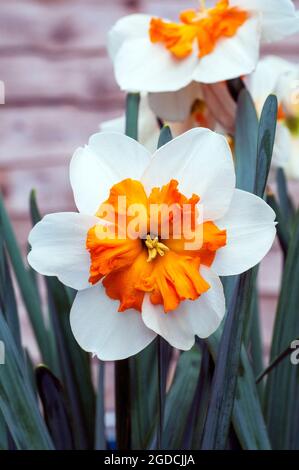 Nahaufnahme der Orangerie Narcissus in Blüte im Frühjahr. Die Narcissi Orangerie ist eine geteilte Corona Narffodil der Division 11a mit weißen und orangen Blüten. Stockfoto