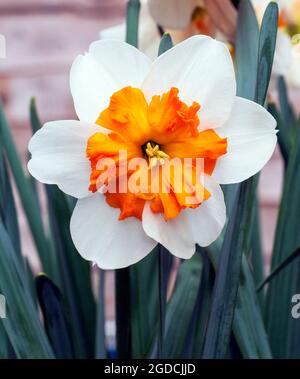 Nahaufnahme der Orangerie Narcissus in Blüte im Frühjahr. Die Narcissi Orangerie ist eine geteilte Corona Narffodil der Division 11a mit weißen und orangen Blüten. Stockfoto