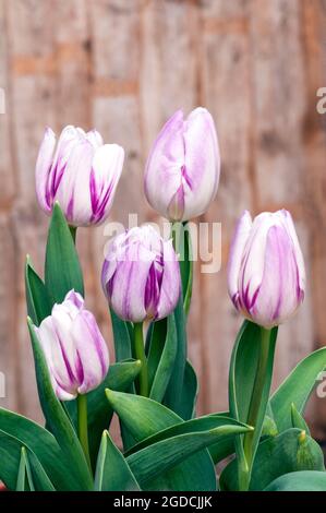 Gruppe von tulipa Flaming Flag. Eine einzelne halbfrühlingsblühende, zweifarbige violette und weiße Tulpe, die zur Triumphgruppe der Tulpen der Division 3 gehört Stockfoto