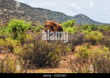 Ein einsamer männlicher afrikanischer Elefant - Loxodonta Africana grast in freier Wildbahn im Samburu National Reserve, Kenia Stockfoto