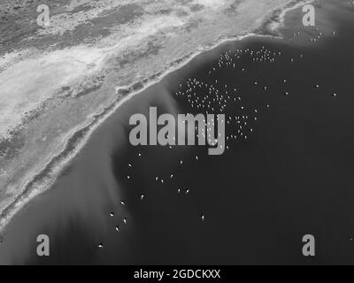 Flamingos fock in einer Lagune von Pampas, Provinz La Pampa, Patagonien, Argentinien Stockfoto