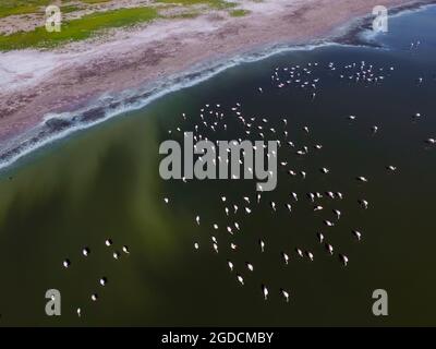 Flamingos fock in einer Lagune von Pampas, Provinz La Pampa, Patagonien, Argentinien Stockfoto