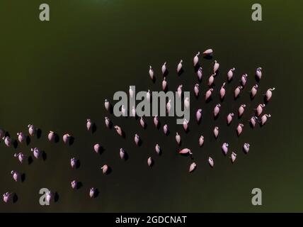 Flamingos fock in einer Lagune von Pampas, Provinz La Pampa, Patagonien, Argentinien Stockfoto