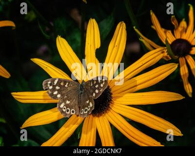 Der gesprenkelte Holzschmetterling (Pararge aegeria) auf einer Rudbeckia fulgida sullivanti Goldsturm Blume Stockfoto