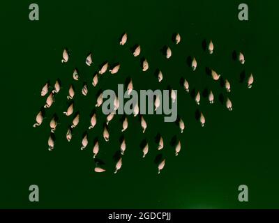 Flamingos fock in einer Lagune von Pampas, Provinz La Pampa, Patagonien, Argentinien Stockfoto