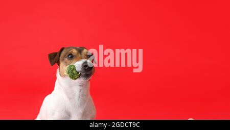 Netter lustiger Hund mit Brokkoli auf farbigem Hintergrund mit Platz für Text Stockfoto