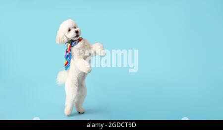 Netter lustiger Hund auf farbigem Hintergrund mit Platz für Text Stockfoto