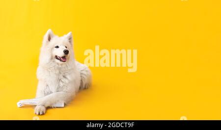 Netter lustiger Hund mit Zeitung auf farbigem Hintergrund mit Platz für Text Stockfoto