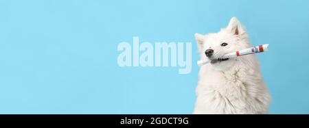 Netter lustiger Hund mit Zeitung auf farbigem Hintergrund mit Platz für Text Stockfoto