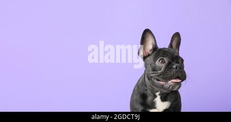 Netter lustiger Hund auf farbigem Hintergrund mit Platz für Text Stockfoto