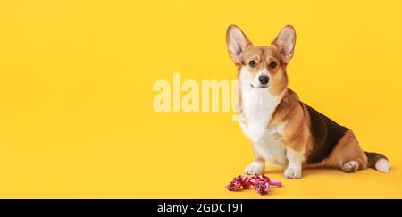 Netter lustiger Hund auf farbigem Hintergrund mit Platz für Text Stockfoto