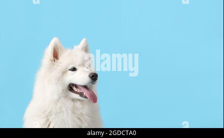 Netter lustiger Hund auf farbigem Hintergrund mit Platz für Text Stockfoto