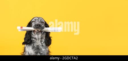 Netter lustiger Hund mit Zeitung auf farbigem Hintergrund mit Platz für Text Stockfoto