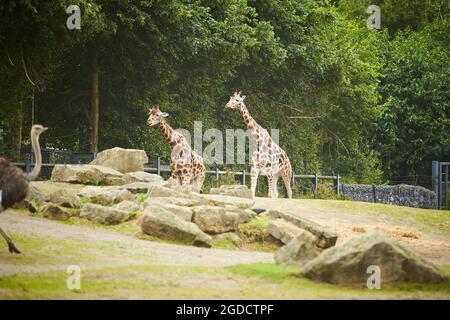 Giraffenherde, Familie, die an einem heißen Sommertag im Zoo zusammensteht Stockfoto