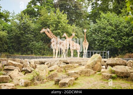 Giraffenherde, Familie, die an einem heißen Sommertag im Zoo zusammensteht Stockfoto