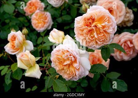 Rosa „Bathsheba“ (Auschimbley). Eine Aprikosen-Kletterrose, gezüchtet von David Austin. Stockfoto