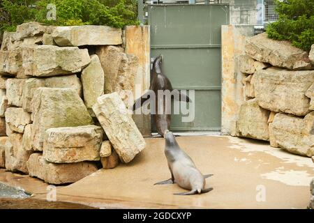 Lustige Robben auf einem Stein im Zoo. Stockfoto