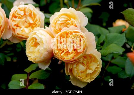 Rosa Roald Dahl (Ausowlisch). Eine englische Strauchrose, gezüchtet von David Austin. Stockfoto