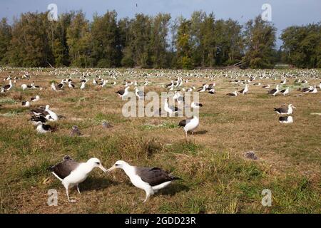 Zwei Laysan Albatrosses, die in einer Albatross-Zuchtkolonie auf dem Midway-Atoll im Papahanaumokuakea Marine National Monument umwerben Stockfoto