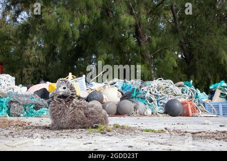 Das Küken von Baysan Albatross brütet neben Meeresabfällen aus Plastik, die an den Küsten des Pazifischen Ozeans gesammelt und zur Recycling- oder Entsorgung von der Insel verschifft werden. Stockfoto