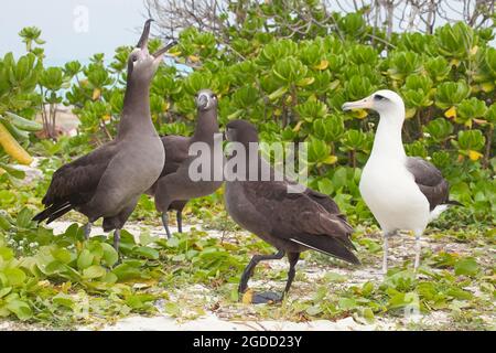 Balzinteraktion unter 3 schwarzfüßigen Albatrossen, während sich der Leysan Albatross am Midway Atoll Beach im Papahanaumokuakea Marine National Monument ansieht Stockfoto