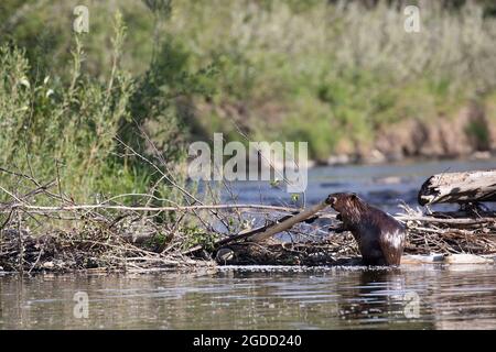 Beaver baut einen Damm über einem Bach und platziert einen Zweig auf der Oberseite der Struktur im Fish Creek Provincial Park in Calgary, Alberta .Castor canadensis Stockfoto