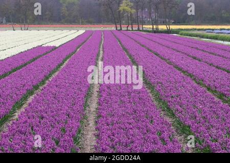 Feld von violetten und weißen Hyazinthen wächst auf einer niederländischen Blumenfarm im Frühjahr, Provinz Südholland, Niederlande Stockfoto