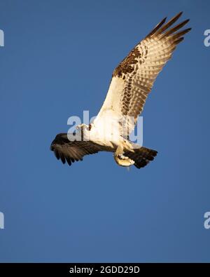 Fischadler, Erwachsener, der mit Fischen am klaren blauen Himmel fliegt Stockfoto