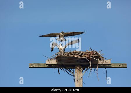 Zwei junge Fischadler lernen zu fliegen, einer flatscht mit den Flügeln auf das Nest und der andere kehrt nach einem kurzen Übungsflug zur Plattform zurück Stockfoto