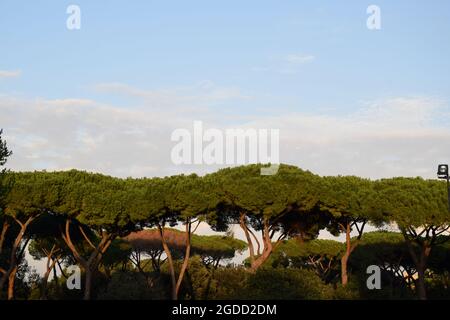 Thermae Antoninianae - Caracalla-Thermen in Rom, Italien Stockfoto