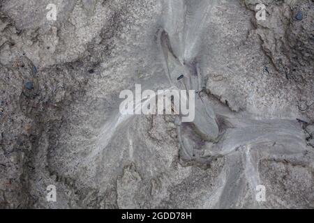 Mikroskalige geografische Merkmale im Schlamm nach einer Flußflut. Die Landschaft sieht aus wie Satellitenbilder, mit Schluchten, Flusstälern, Deltas und Schluchten. Stockfoto