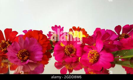 Malang, Indonesien - 25. Juli 2021 : einige violette, gelbe und rote Zinnia-Aster-Blüten auf der Spiegelfläche Stockfoto