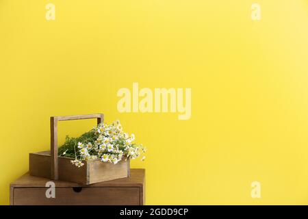Box mit Kamillen auf dem Tisch in der Nähe der Farbwand Stockfoto
