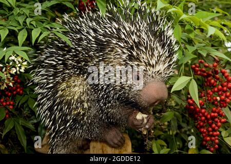 Die Nahaufnahme eines männlichen brasilianischen Stachelschwanzes (Coendou prehensilis), der ein Essen isst Stockfoto