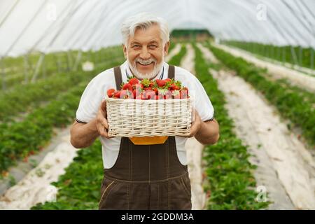 Vorderansicht eines glücklichen Bauern in Arbeitskleidung, der mit roten und frischen Erdbeeren in einem schönen Korbkorb genießt. Konzept der Prozessfüllung Korb mit reifen Erdbeeren. Stockfoto