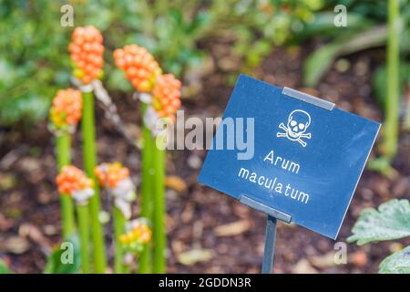 Vereinigtes Königreich, Northumberland Alnwick Garden The Poison Garden Schild Arum maculatum, Stockfoto