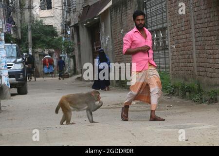 Dhaka, Bangladesch. August 2021. DHAKA, BANGLADESCH - 12. AUGUST: Japanische Makaken werden von einem Besucher gefüttert, der auf den Straßen von Gandaria inmitten der Covid-19-Pandemie geht. Der Japanische Makak oder Rotgesichtige Makak ist eine Primatenart, die in Wäldern und Bergen lebt, die in Städte ausgewandert sind und bei der Nahrungssuckerung mit Menschen leben. Am 12. August 2021 in Dhaka, Bangladesch. (Foto: Eyepix Group/Pacific Press) Quelle: Pacific Press Media Production Corp./Alamy Live News Stockfoto