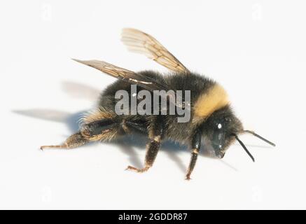 Westliche Bumble Bee (Bombus occidentalis) einst verbreitet, jetzt in West-Nordamerika immer seltener Stockfoto