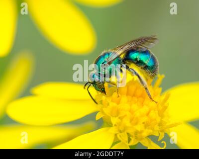 Eine grüne Schweißbiene, die sich von einer gelben Blüte ernährt. Stockfoto