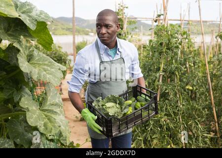 Positiver afroamerikanischer Bauer pflückt eine Gurkenernte im Garten Stockfoto